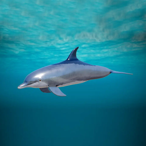 Dolphin - 3d model