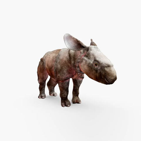 Baby Rhino - 3d model